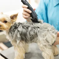 4 astuces pour entretenir son matériel de tonte pour chiens