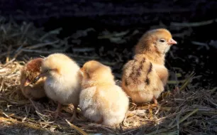 Nos conseils et équipements essentiels pour élever vos poussins sereinement