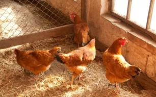 Quelle litière choisir pour vos poules ?