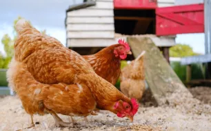 Comment choisir le bon poulailler selon son nombre de poules ?