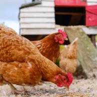 Comment choisir le bon poulailler selon son nombre de poules ?