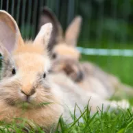 Quels accessoires prévoir pour laisser vos lapins en liberté dans le jardin ?