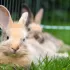Quels accessoires prévoir pour laisser vos lapins en liberté dans le jardin ?