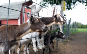 Conseils pour construire une clôture solide et durable pour vos chèvres