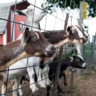 Conseils pour construire une clôture solide et durable pour vos chèvres