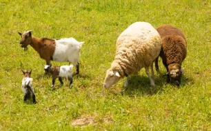 Comment prendre soin des sabots de vos chèvres et moutons avec les bons équipements ?