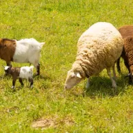 Comment prendre soin des sabots de vos chèvres et moutons avec les bons équipements ?