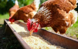 Quels produits utiliser pour soutenir l’immunité des poules après l’hiver ?