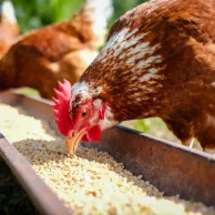 Quels produits utiliser pour soutenir l’immunité des poules après l’hiver ?