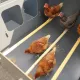 Poulailler en HPL haute qualité anti poux rouges