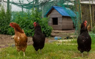 Comment aménager un enclos confortable pour vos poules selon la taille de votre jardin ?