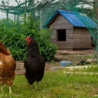 Comment aménager un enclos confortable pour vos poules selon la taille de votre jardin ?