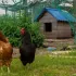 Comment aménager un enclos confortable pour vos poules selon la taille de votre jardin ?