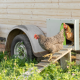 Porte automatique SmartCoop Kerbl