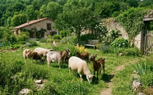 Comment aménager un extérieur confortable pour vos chèvres et moutons ?