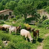 Comment aménager un extérieur confortable pour vos chèvres et moutons ?