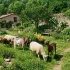 Comment aménager un extérieur confortable pour vos chèvres et moutons ?