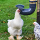 Mangeoires anti-nuisibles pour poules