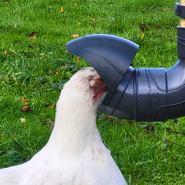 Mangeoires anti-nuisibles pour poules