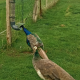 Mangeoires anti-nuisibles pour poules