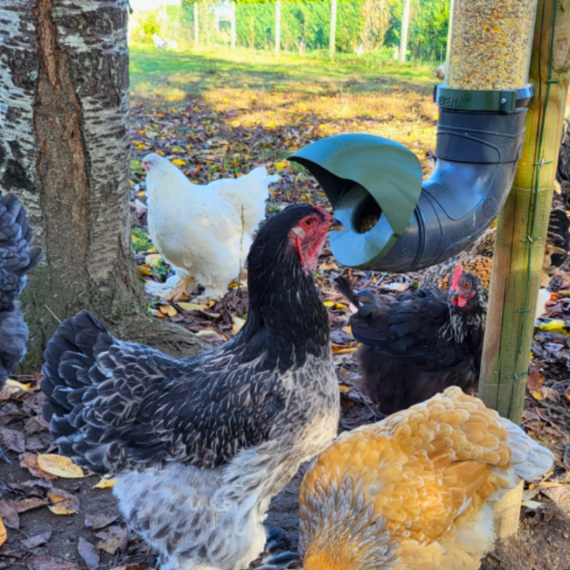 Mangeoires anti-nuisibles pour poules