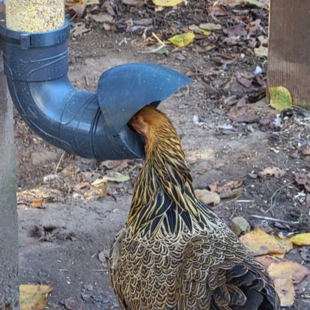 Mangeoires anti-nuisibles pour poules