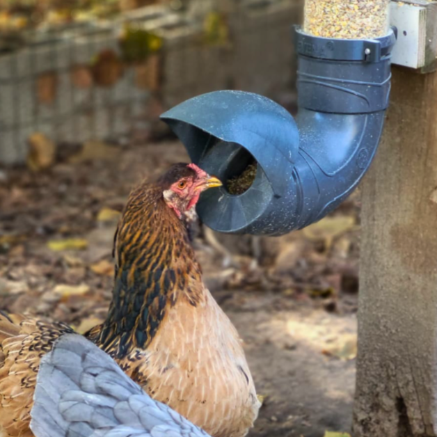 Mangeoires anti-nuisibles pour poules