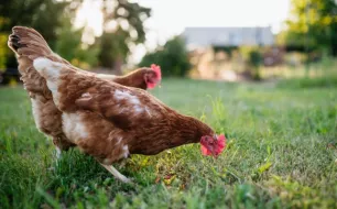 Que donner à manger à vos poules selon leur âge ?