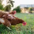 Que donner à manger à vos poules selon leur âge ?