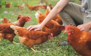Comment éviter les poux rouges dans un poulailler ?