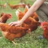 Comment éviter les poux rouges dans un poulailler ?