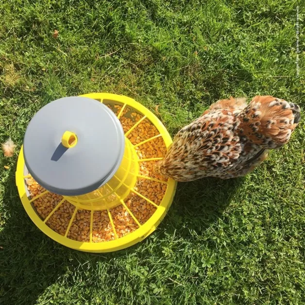 Mangeoire à trémie en plastique sur pieds pour poules
