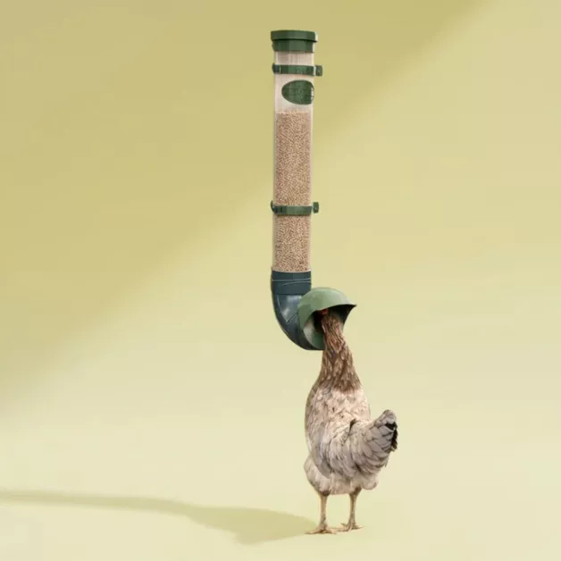 Mangeoires anti-nuisibles pour poules