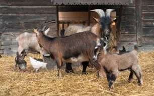 Quels abris choisir pour les animaux de votre petite ferme ?