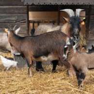 Quels abris choisir pour les animaux de votre petite ferme ?