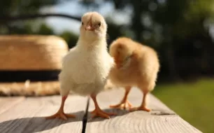 Quel matériel choisir pour accueillir des poussins à la maison ?