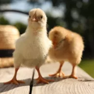 Quel matériel choisir pour accueillir des poussins à la maison ?