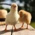 Quel matériel choisir pour accueillir des poussins à la maison ?