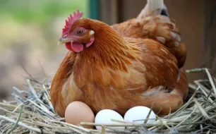 Comment améliorer la ponte de vos poules grâce à l’alimentation ?