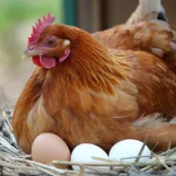 Comment améliorer la ponte de vos poules grâce à l’alimentation ?