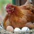 Comment améliorer la ponte de vos poules grâce à l’alimentation ?