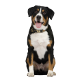 Le chien