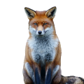Fouines et renards