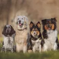Chiens