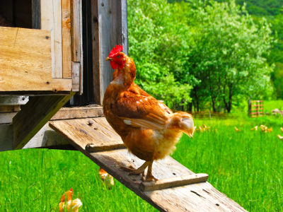 Un poulailler idéal pour commencer son élevage de poules