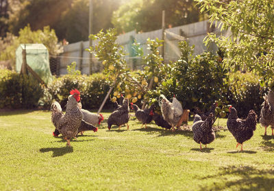 Poules dans un jardin comme solution écologique pour la maison