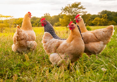 Poules dans un grand espace extérieur pour respecter leur bien-être