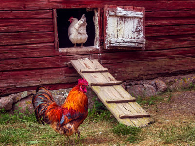 Poules devant son poulailler sans portier automatique