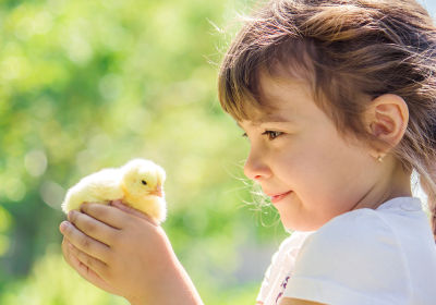 Petite fille qui adopte un poule pour chez elle