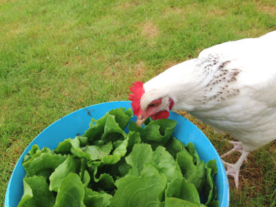 Poule qui mange des déchets alimentaires